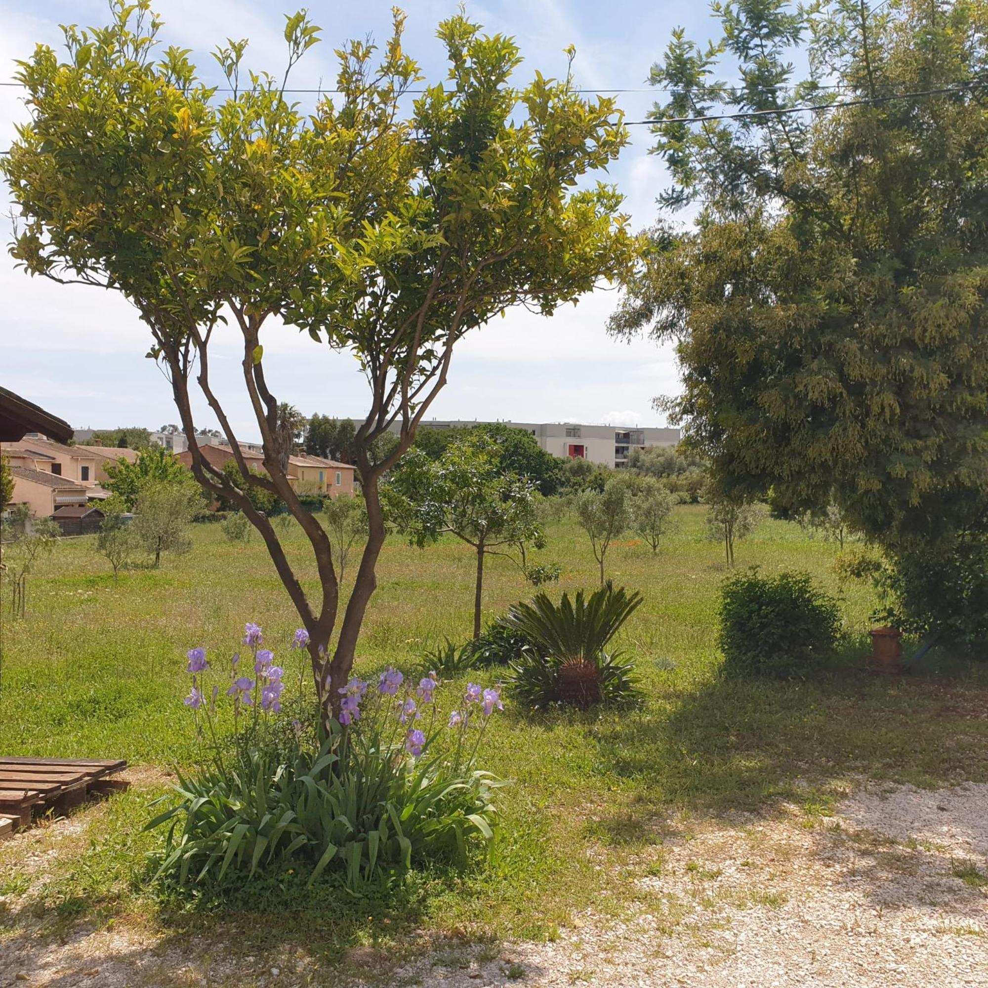 L'Oliveraie Hyères Exterior foto